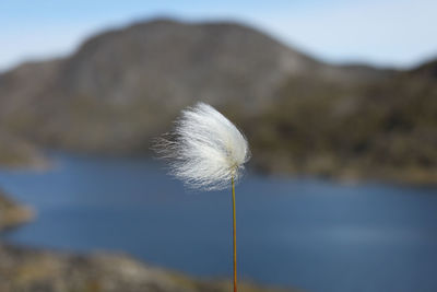 Close-up of flower against sky