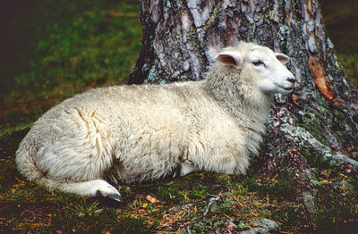 Sheep relaxing on tree trunk