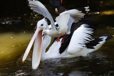 Close-up of swans swimming in lake