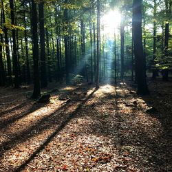 Trees in forest during autumn