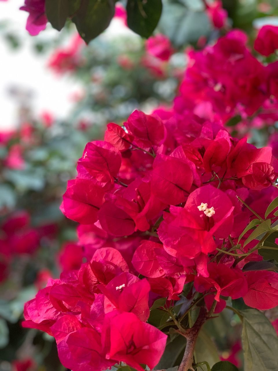 CLOSE-UP OF FRESH PINK FLOWER