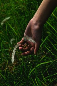 Close-up of hand holding wheat in field