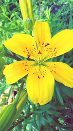 Close-up of yellow flower