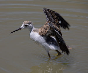 Close-up of seagull flying over lake