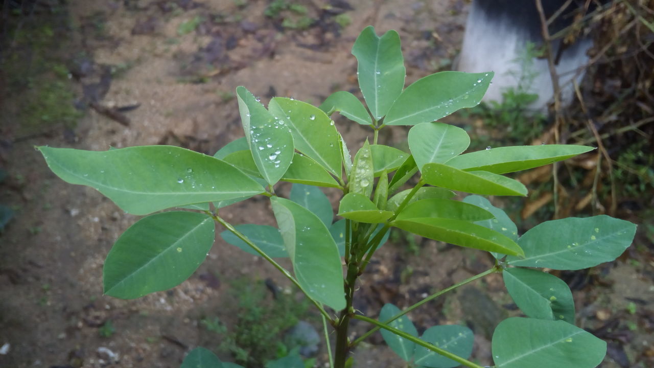 leaf, growth, green color, plant, close-up, nature, focus on foreground, leaf vein, beauty in nature, leaves, day, selective focus, outdoors, growing, no people, tranquility, green, fragility, natural pattern, botany