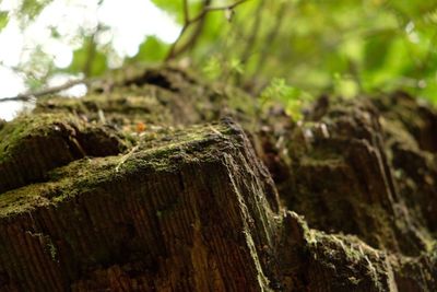 Close-up of tree stump in forest