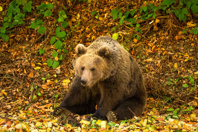 Close-up of bear on field