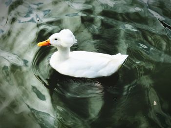 High angle view of seagull swimming in lake