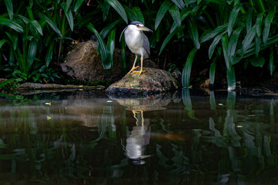 Duck in a lake