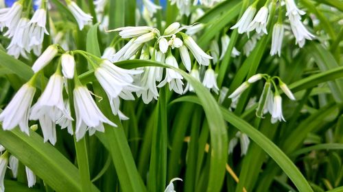 Close-up of white flowering plants