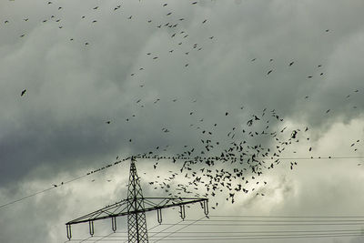Low angle view of birds flying against sky