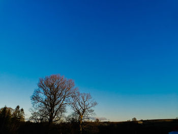 Bare tree on field against clear blue sky