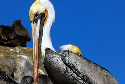 Male brown pelican, pelecanus occidentalis, displaying mating colors at la jolla cove, california.