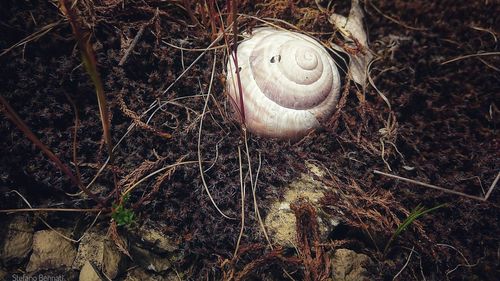 High angle view of snail on field