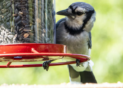 Bluejay on the bird feeder.