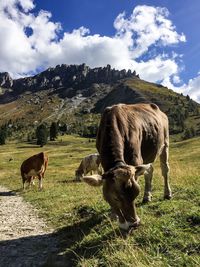Sheep grazing in a field