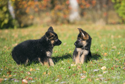 Puppies on field
