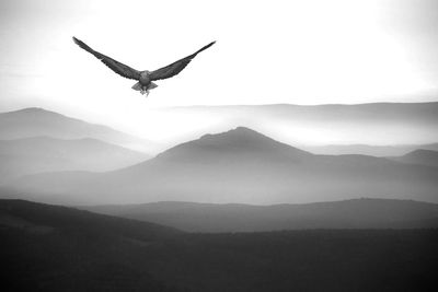 Eagle flying over mountain range against clear sky