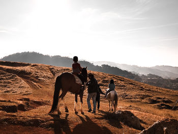 Horses on field