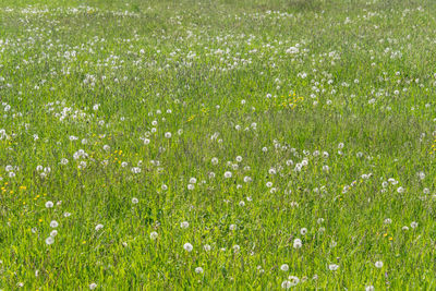 Full frame shot of flowering plants on field