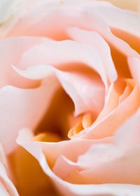 Macro shot of rose