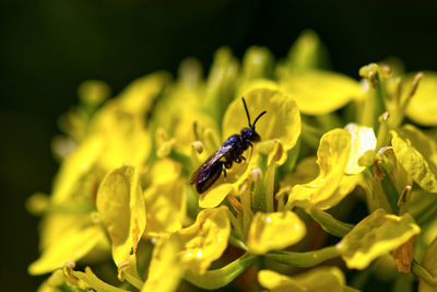 Close-up of insect pollinating on flower