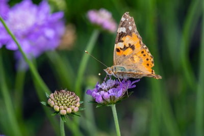 Close-up of butterfly pollinating on purple flower