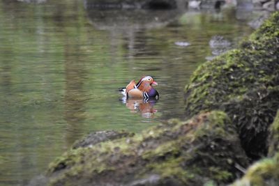 Duck swimming in a river 