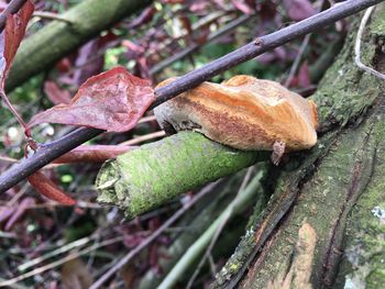 Close-up of lizard on tree