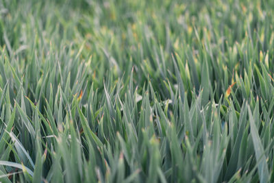 Full frame shot of grass on field