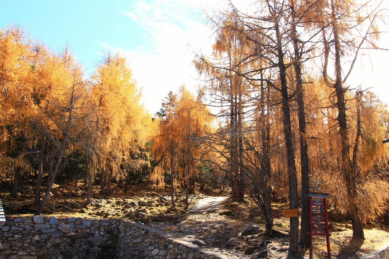 TREES GROWING ON FIELD DURING WINTER