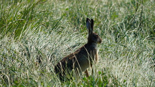 Side view of a rabbit on field