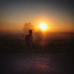 Scenic view of landscape at sunset