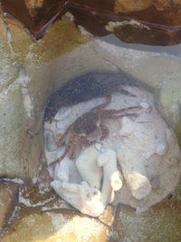 Close-up of crab on beach