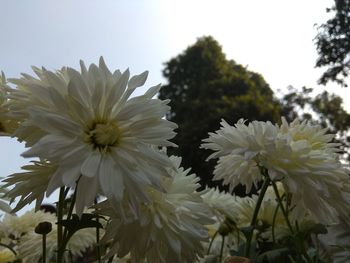 Close-up of white flowering plant