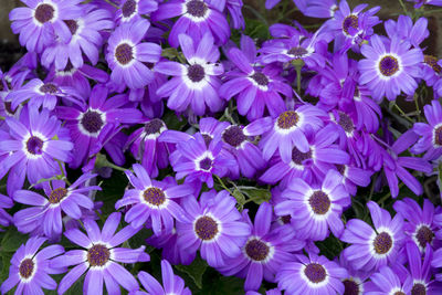 High angle view of purple flowering plants