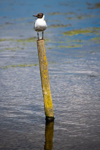 Seagull perching on wooden post