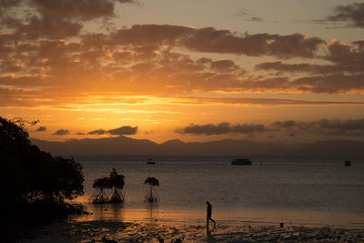 Silhouette of person & mangroves at sandy beach during a golden sunset