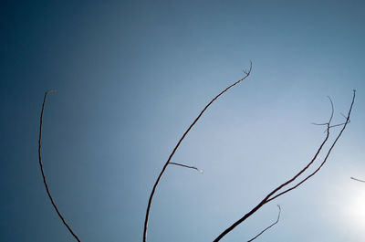 Low angle view of silhouette plant against clear blue sky