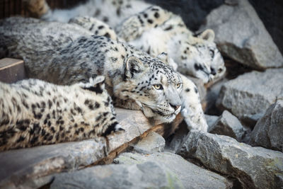 Snow leopard and two cubs