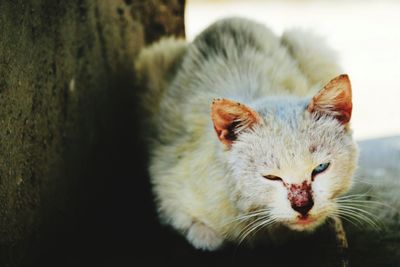 Close-up portrait of cat