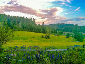 Scenic view of field against sky