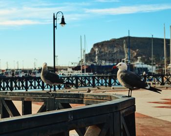 Seagulls perching on railing