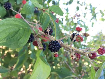 Close-up of red berries on tree