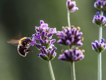 Close-up of bee pollinating on purple flower