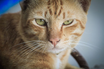 Close-up portrait of cat