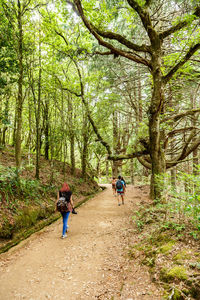 Rear view of people walking on footpath in forest