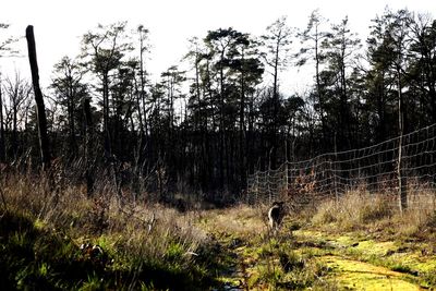 Plants growing on field in a forest