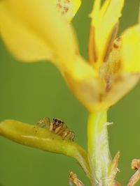yellow