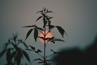 Close-up of silhouette plant against sky during sunset